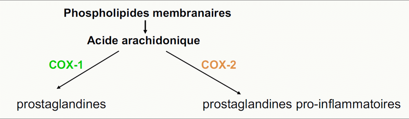 Cascade cyclooxygénase COX-1 vs COX-2 prostaglandines