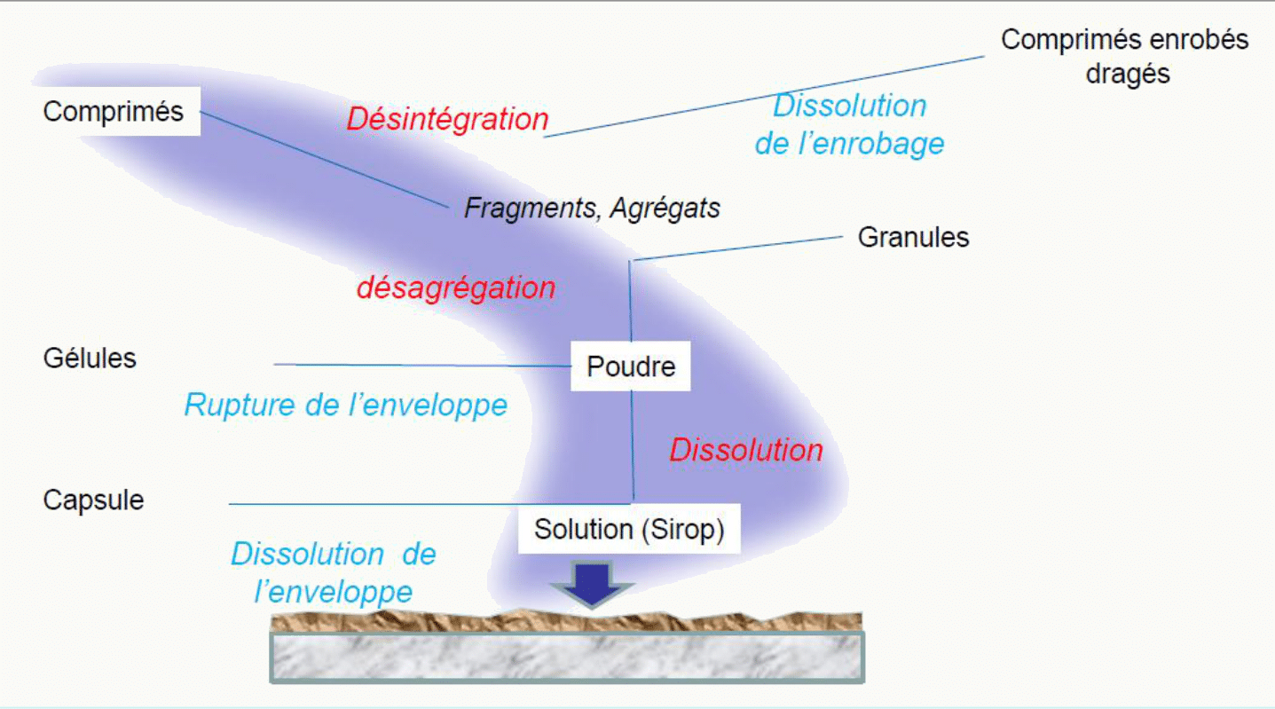 Cascade désintégration comprimés/gélules → dissolution