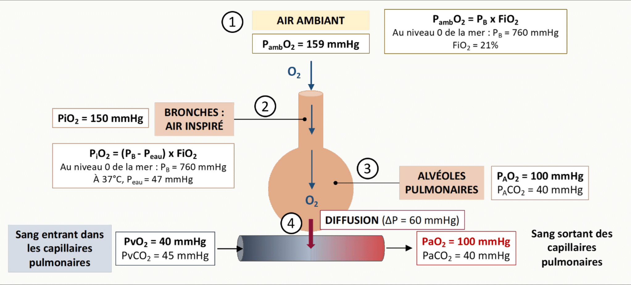 Cascade des pressions partielles en O2 depuis l'air ambiant (159 mmHg) jusqu'aux mitochondries (5 mmHg), illustrant la chute progressive à chaque étape du transport.