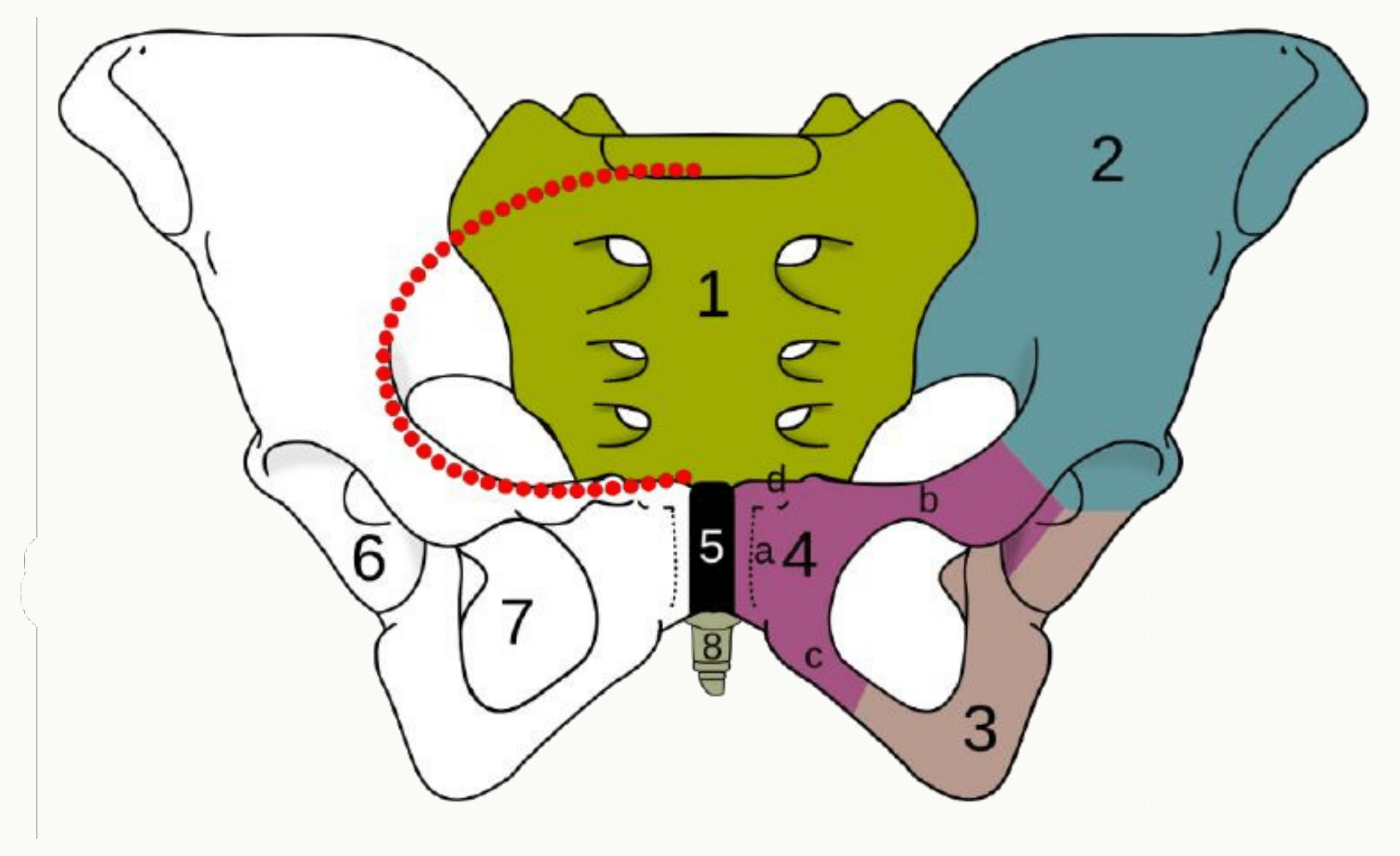 Ceinture pelvienne en vue antérieure : sacrum, ilion, ischion, pubis, symphyse pubienne, acétabulum, foramen obturé et coccyx