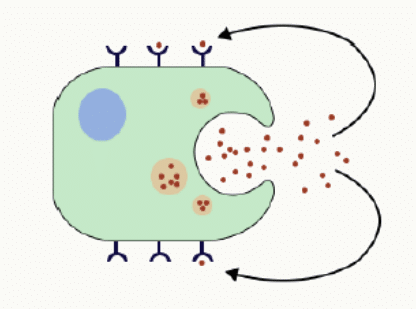Cellule cible et sécrétion d'une hormone endocrinienne sur récepteur