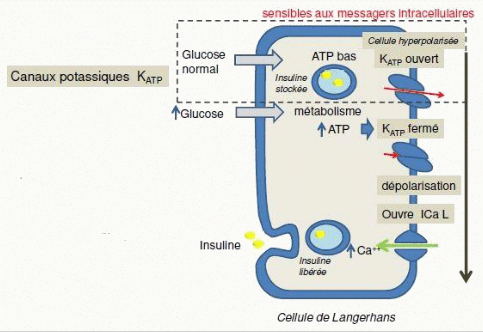 Cellule de Langerhans glucose insuline canaux KATP