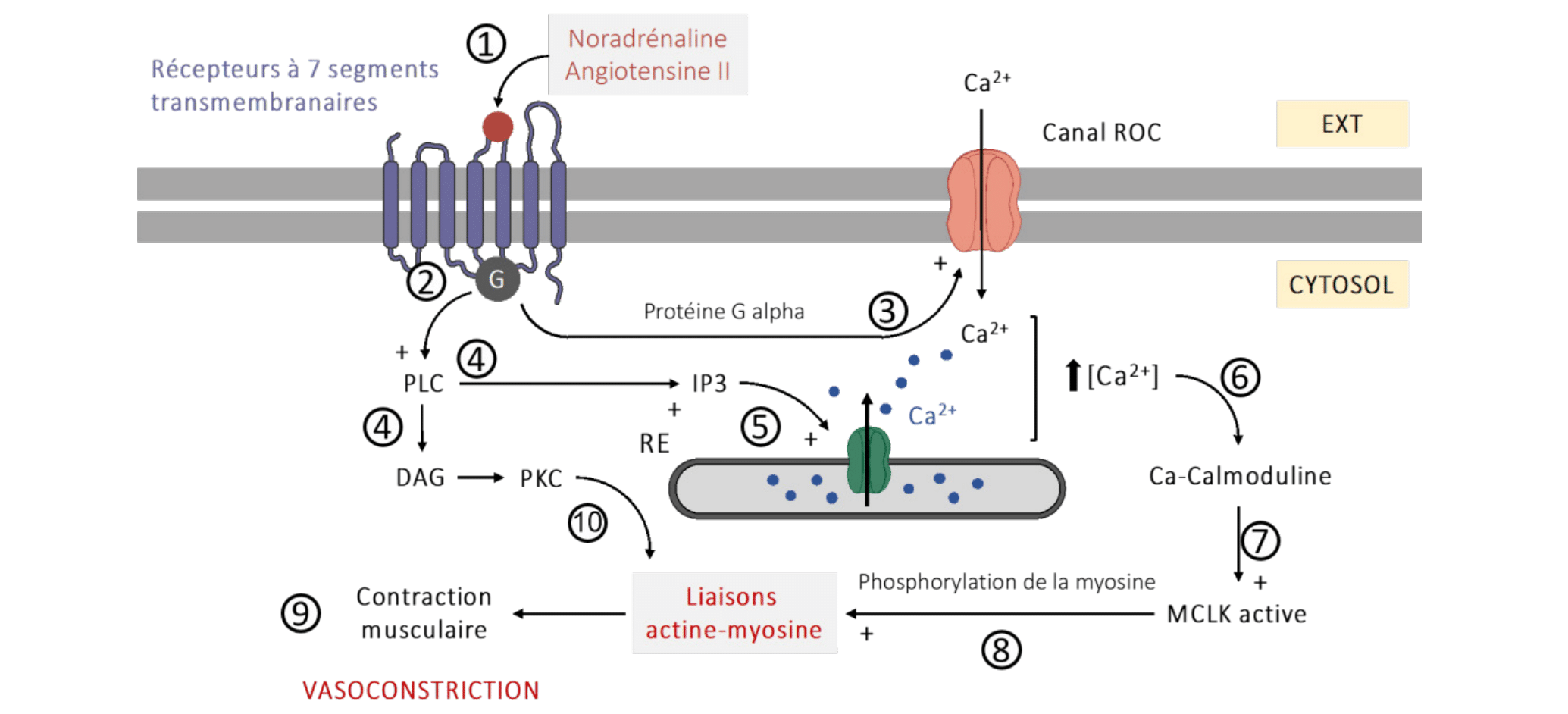 Schéma de la cellule musculaire lisse vasculaire (CML) montrant les canaux ROC, LKT, le réticulum endoplasmique (RE), la voie DAG/PKC, la phosphorylation de la myosine (MLCK activée) menant à la vasoconstriction.