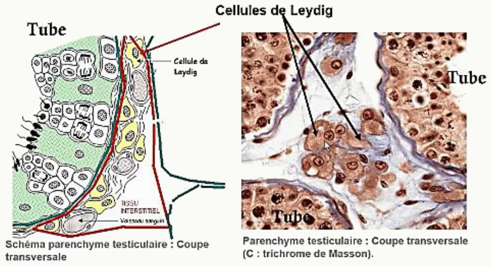 Cellules de Leydig dans le tissu interstitiel