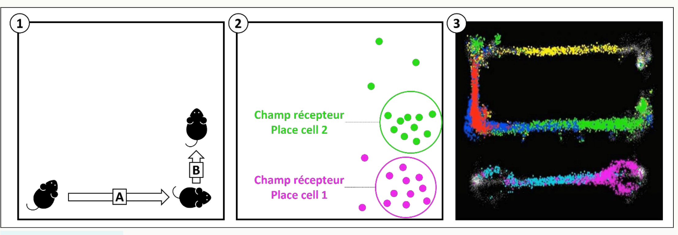 Cartes d'activité de cellules de lieu hippocampiques enregistrées chez le rat.