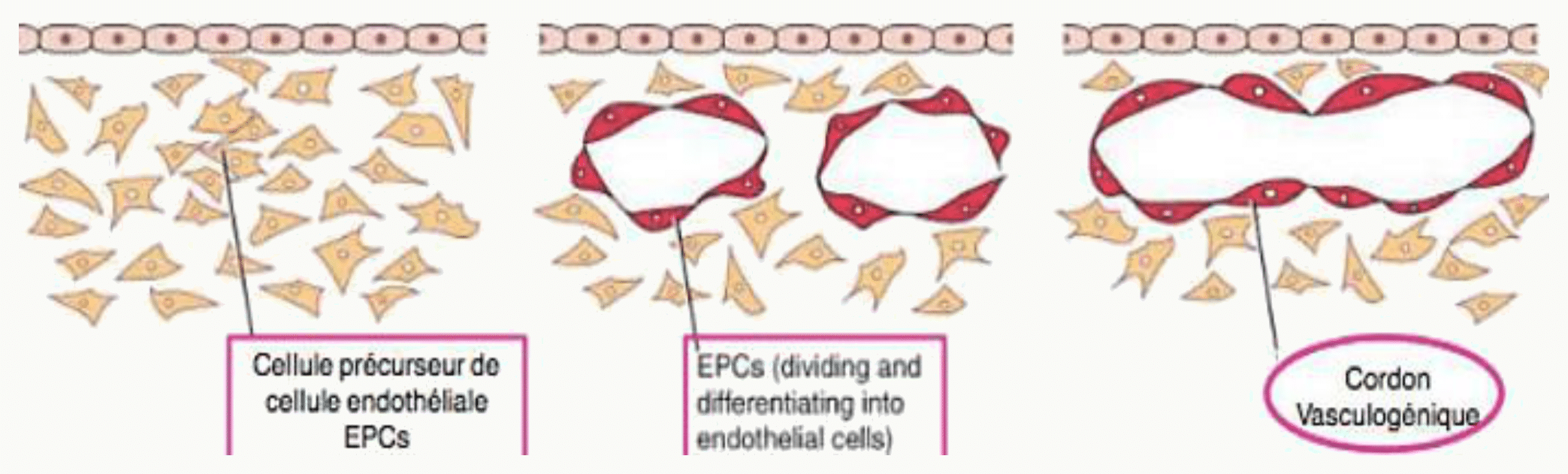 Cellules endothéliales et progéniteurs endothéliaux