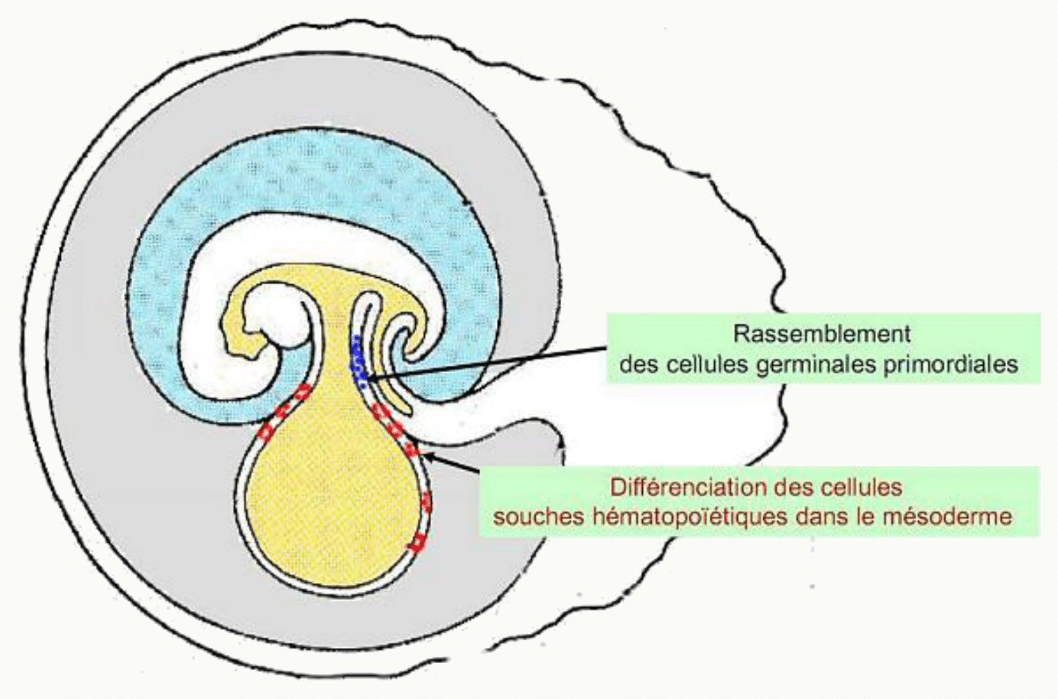Cellules germinales primordiales et vésicule ombilicale