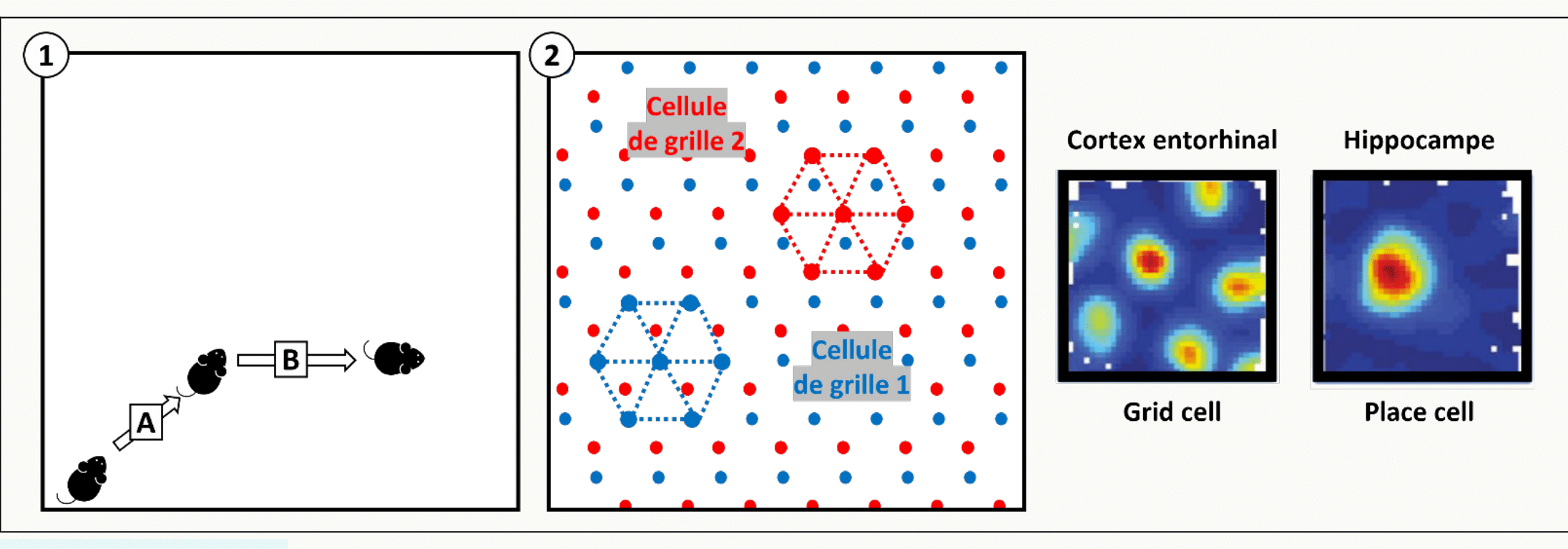 Comparaison des champs d'activité place cell / grid cell.