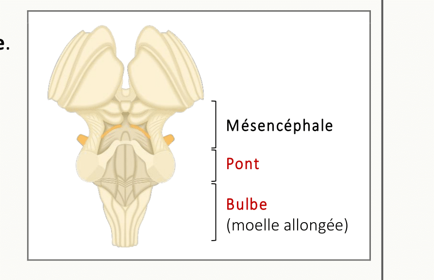 Schéma de la face ventrale du tronc cérébral montrant la localisation des centres respiratoires dans le mésencéphale, le pont et le bulbe rachidien (moelle allongée).