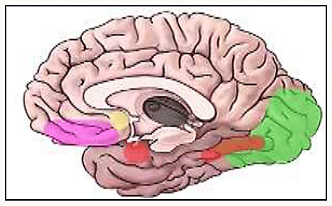 Coupe sagittale du cerveau avec structures du réseau émotionnel colorées : amygdale, hippocampe, hypothalamus, cortex cingulaire, cortex préfrontal
