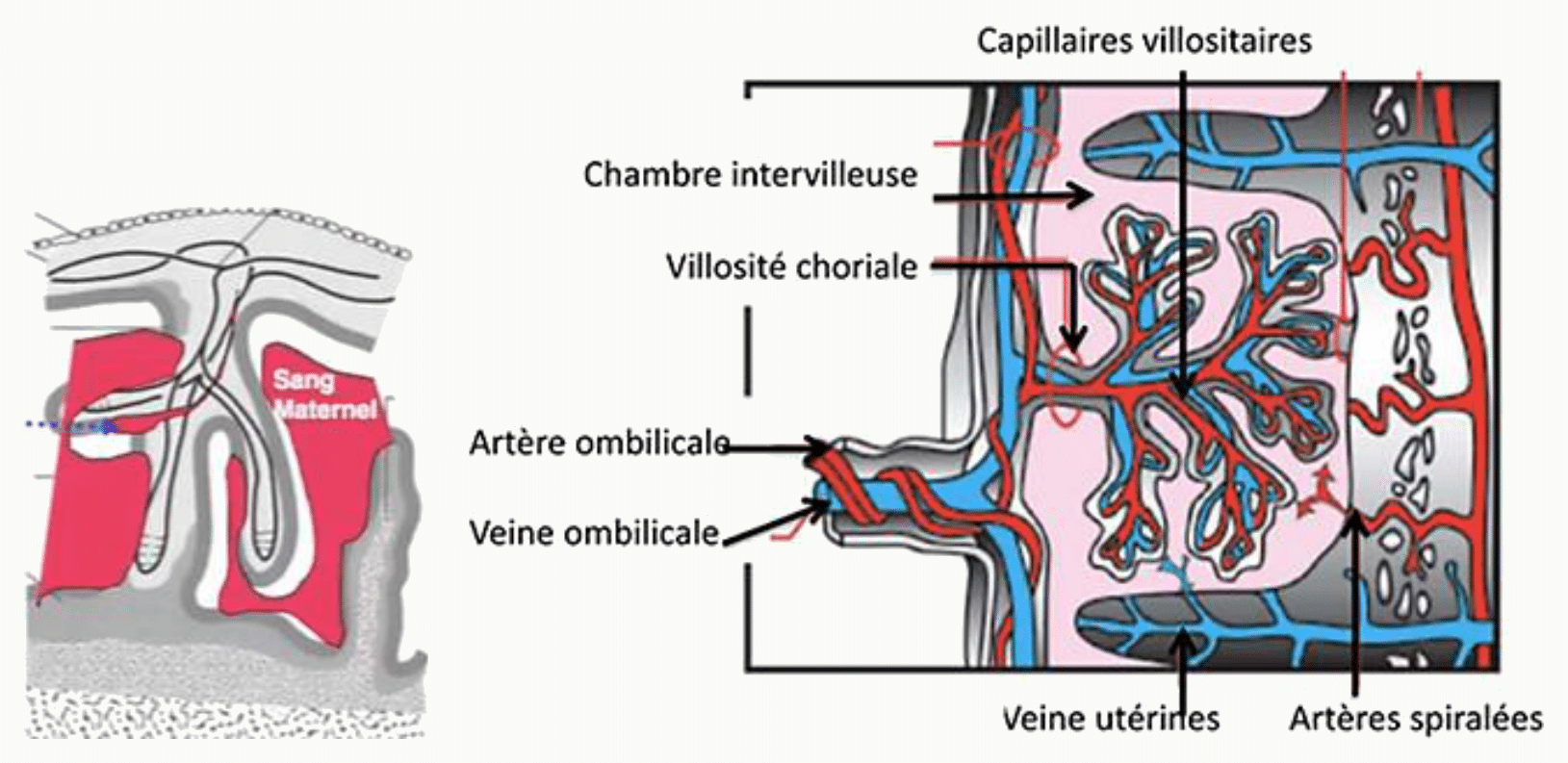 Chambre intervilleuse et capillaires villositaires