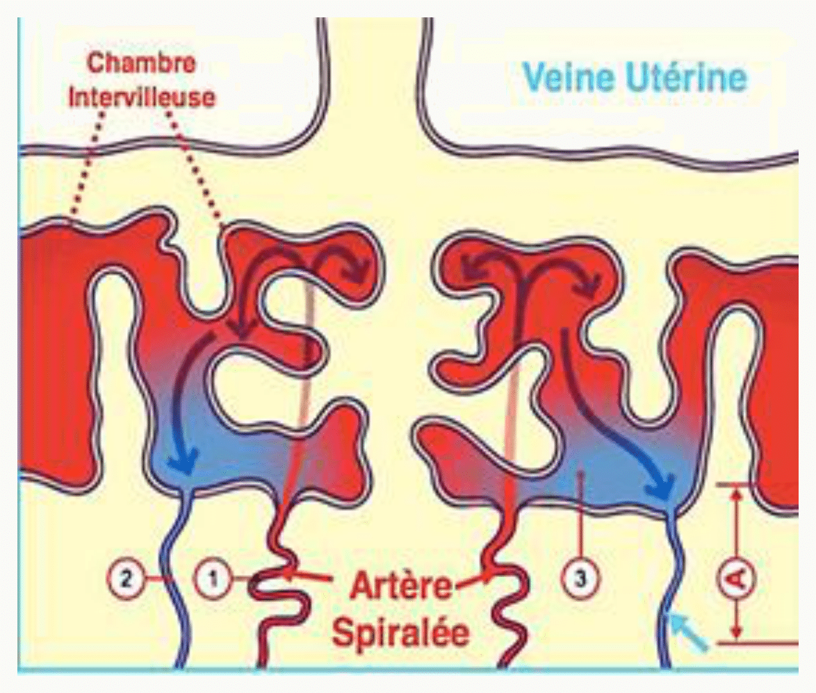 Chambre intervilleuse et drainage veineux utérin