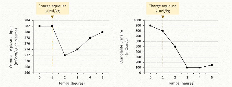 Deux graphiques temporels après une charge aqueuse orale de 20 mL/kg : l'osmolalité plasmatique chute de 282 à ~268 mOsm/kg puis remonte en 5 h, tandis que l'osmolalité urinaire s'effondre de ~900 à ~100 mOsm/L pour évacuer l'excédent d'eau