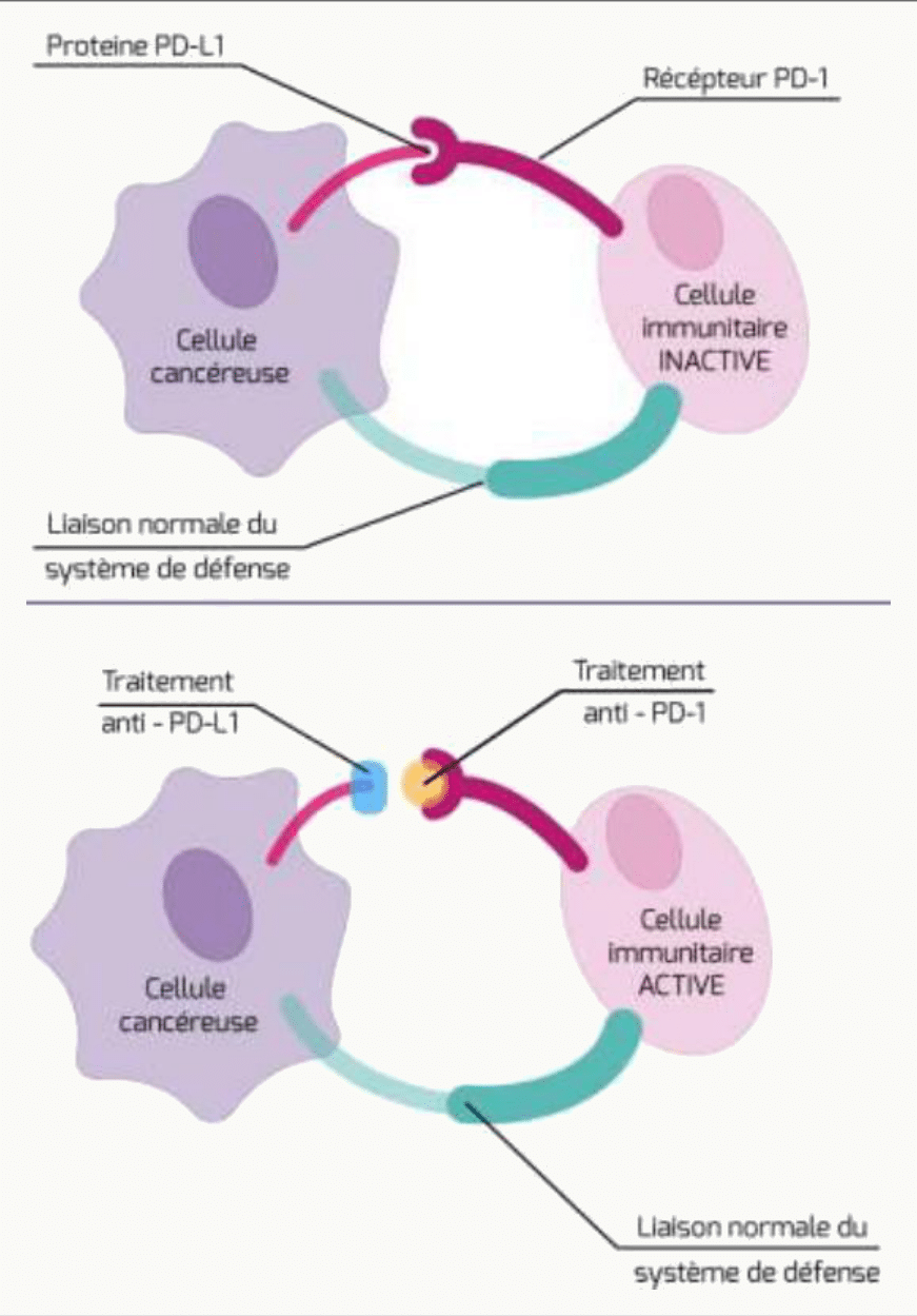 Checkpoint PD-1 PD-L1 immunothérapie mélanome