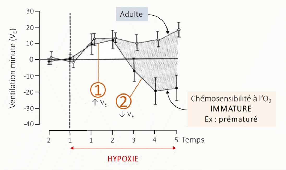 Comparaison de la chémosensibilité à l'O2 chez l'adulte, le prématuré et le nouveau-né immature, avec courbes de ventilation en réponse à l'hypoxie montrant la réponse soutenue de l'adulte vs la réponse biphasique du nouveau-né.