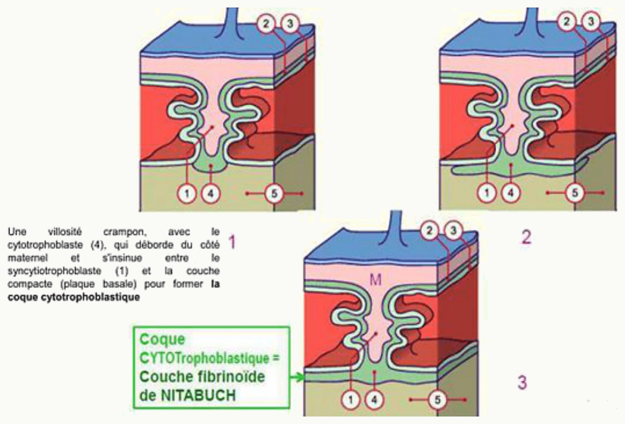 Chorion villeux, chorion diffus et chorion lisse