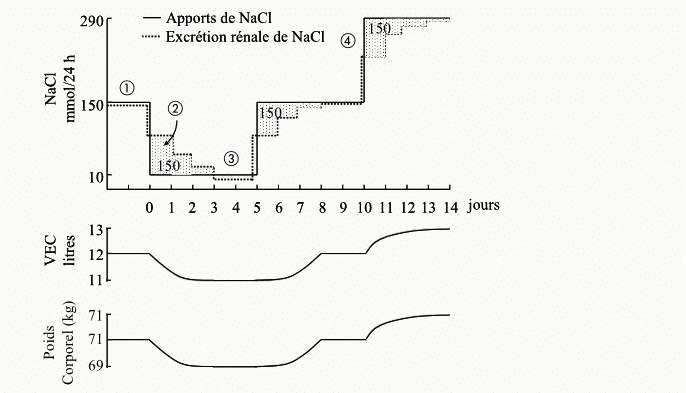 Chronogramme sur 14 jours illustrant la réponse à des variations d'apport de NaCl (150 puis 50 mmol/24 h) : l'excrétion rénale rejoint progressivement l'apport en 2-3 jours, avec fluctuation parallèle du volume extracellulaire (11-13 L) et du poids corporel (69-71 kg)