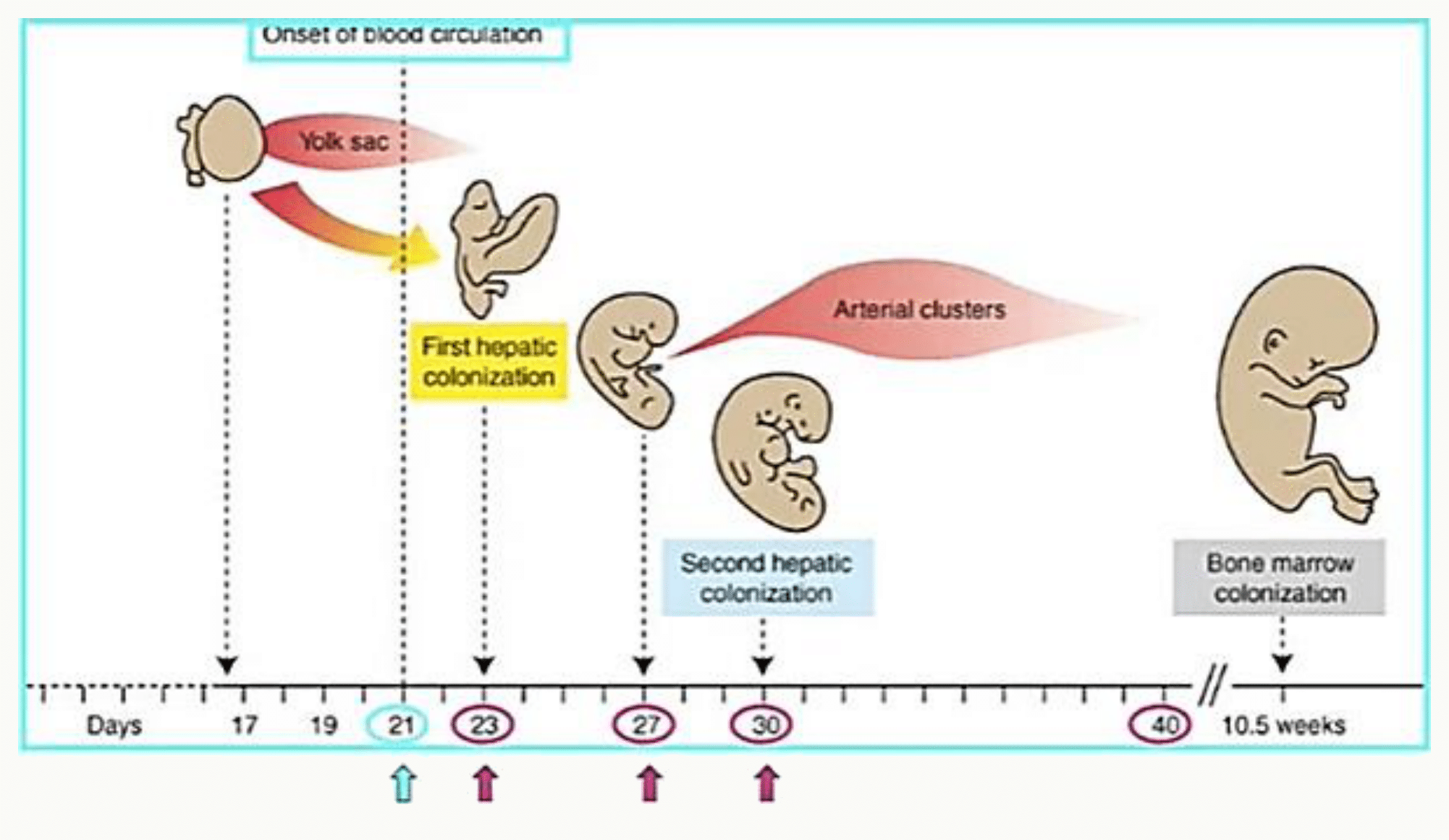 Chronologie de l'hématopoïèse : vésicule ombilicale, foie, rate et moelle osseuse