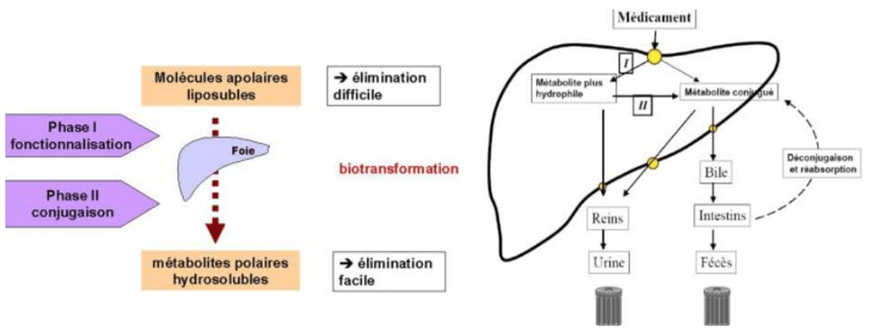 Profils cinétiques formes libération immédiate/prolongée/IV