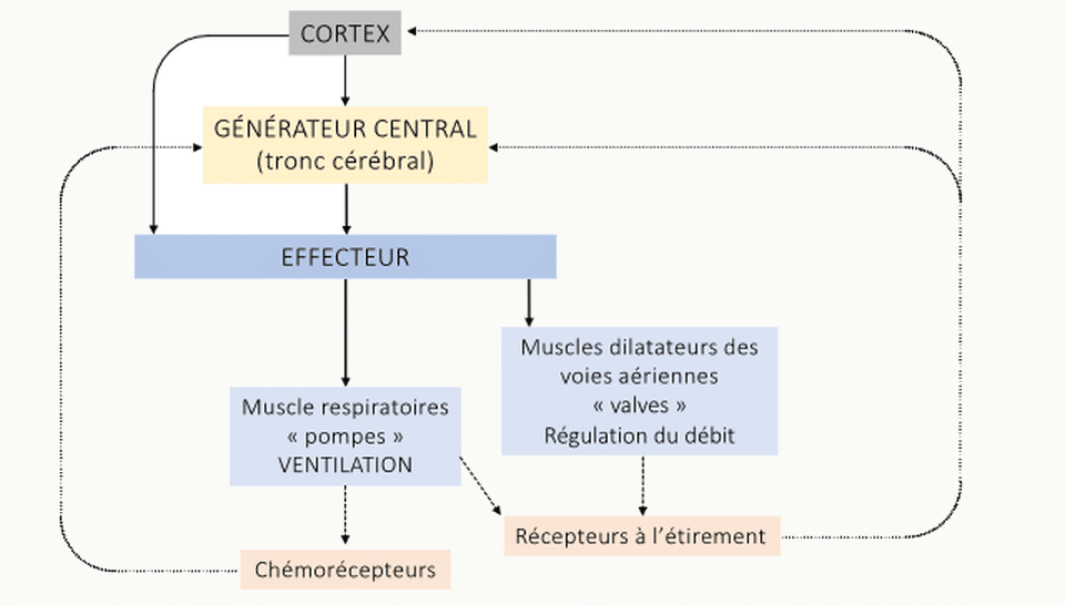 Schéma du circuit de contrôle respiratoire montrant les afférences supra-pontiques (cortex), le générateur central bulbo-pontique et les efférences vers les effecteurs (muscles inspiratoires, dilatateurs des VAS).