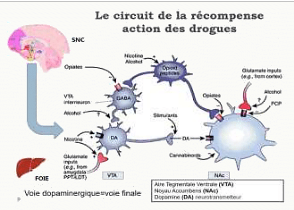 Schéma neurobiologique du circuit de la récompense montrant l'aire tegmentale ventrale (VTA), le noyau accumbens (NAc), l'interneurone GABA, les neurones dopaminergiques (DA) et les cibles des substances (opiacés, nicotine, alcool, cannabinoïdes, PCP, stimulants) avec inputs glutamatergiques du cortex et de l'amygdale
