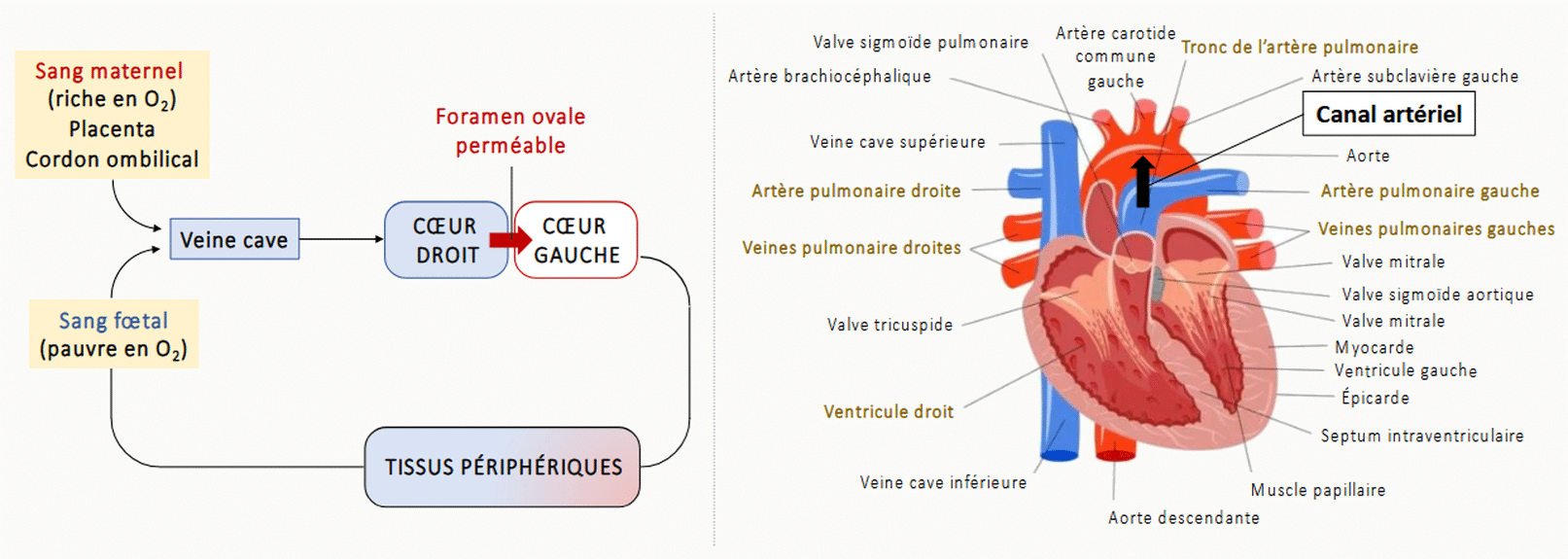 Schéma de la circulation fœtale montrant le canal artériel reliant l'artère pulmonaire à l'aorte, le trou ovale entre les deux oreillettes, les shunts droite-gauche, et le trajet du sang oxygéné depuis le placenta vers les artères carotides et le cerveau.