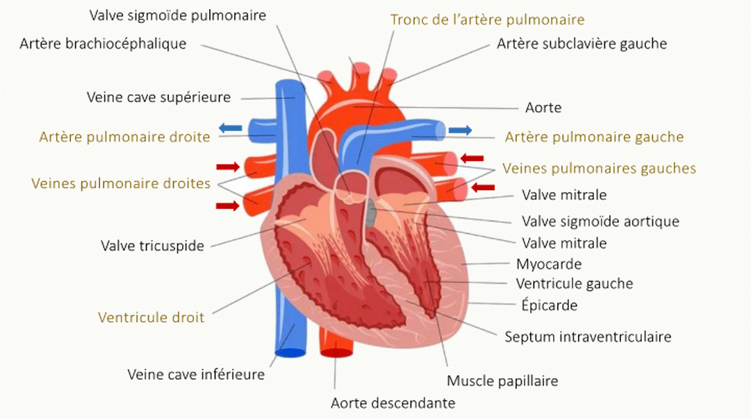 Schéma anatomique détaillé du cœur montrant le tronc de l'artère pulmonaire, l'aorte avec ses ramifications, l'oreillette droite (AD), l'oreillette gauche (AG), le ventricule droit (VD), le ventricule gauche (VG), les valves, le septum interventriculaire, les muscles papillaires et la veine cave inférieure.