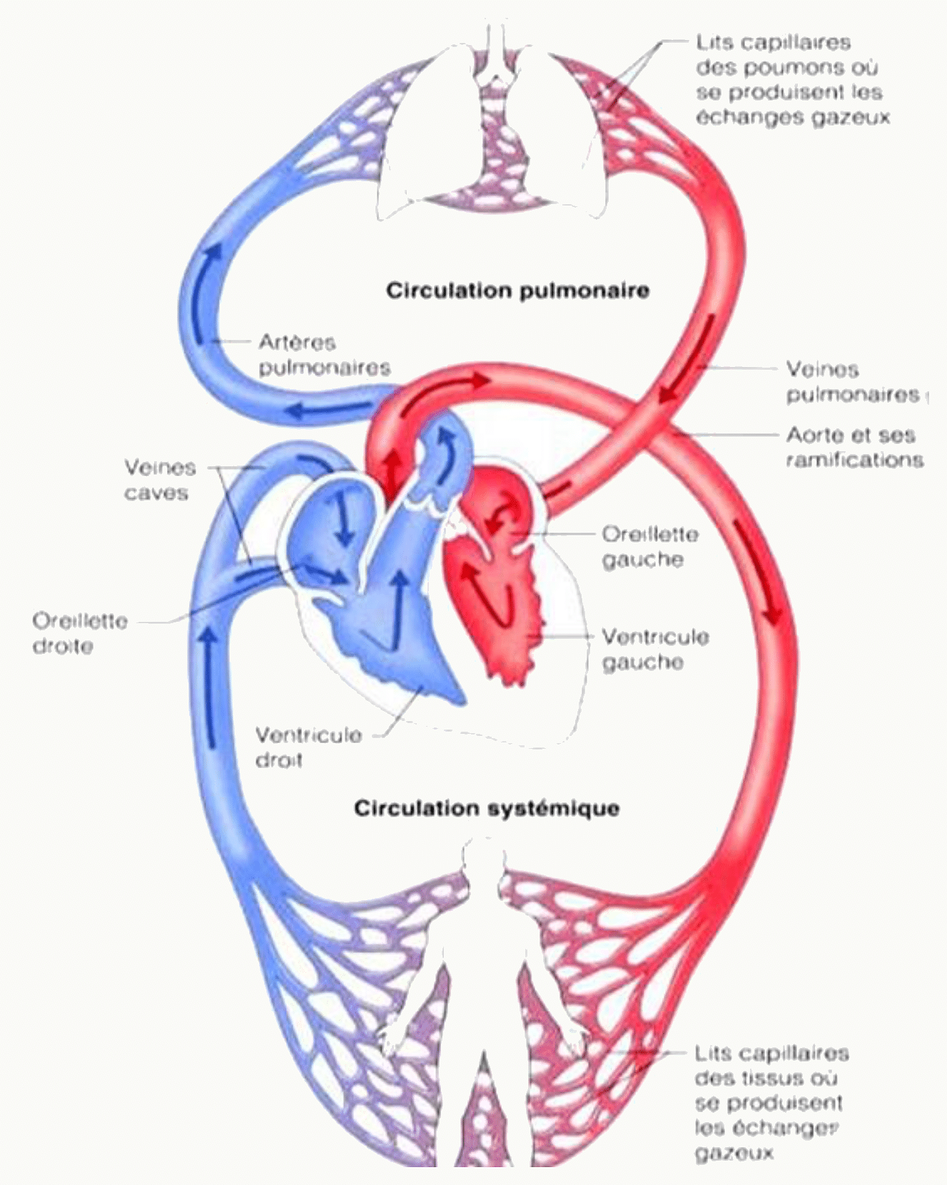 Circulation pulmonaire et systémique reliées par le cœur droit et le cœur gauche.