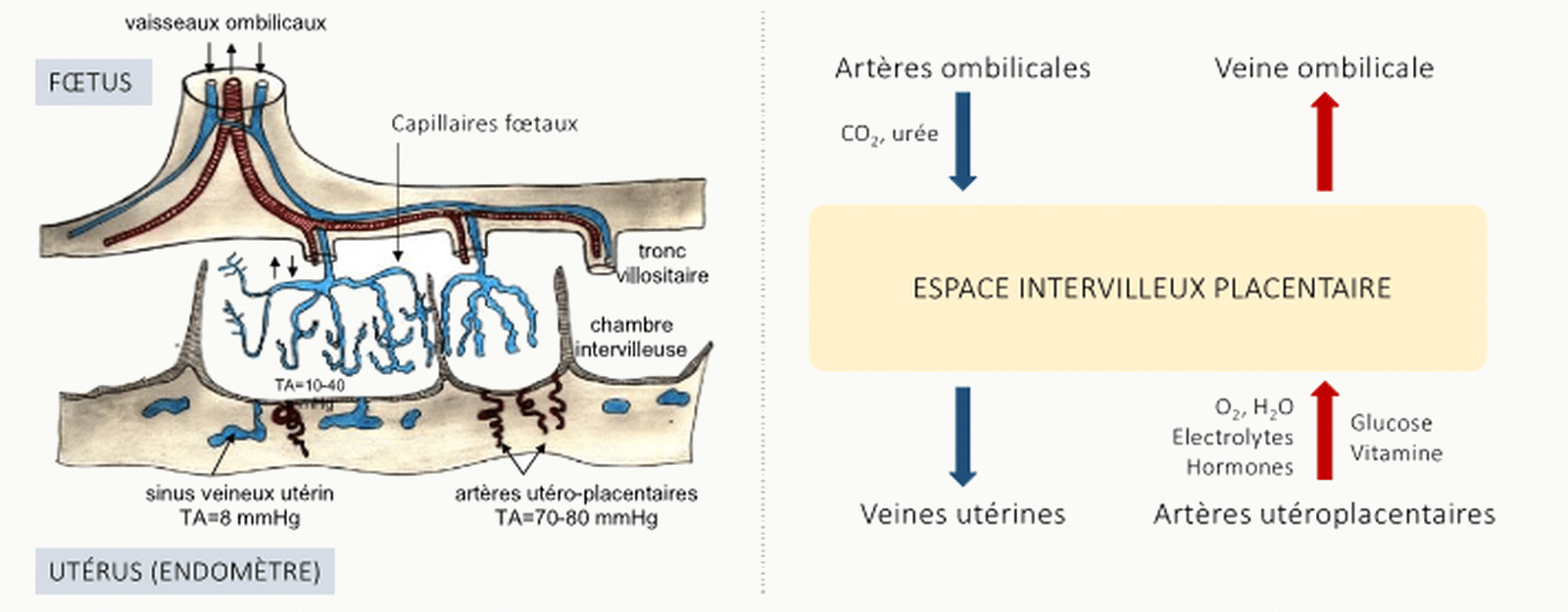 Schéma fonctionnel de la double circulation utéro-placentaire.