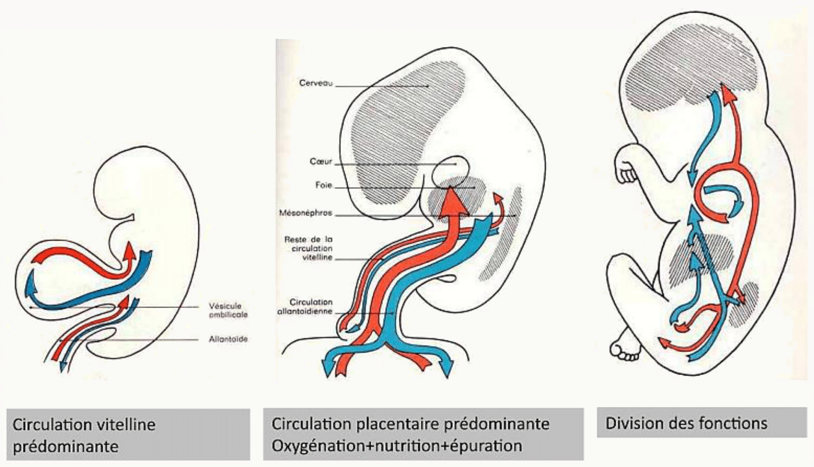 Circulation utéro-placentaire et embryon