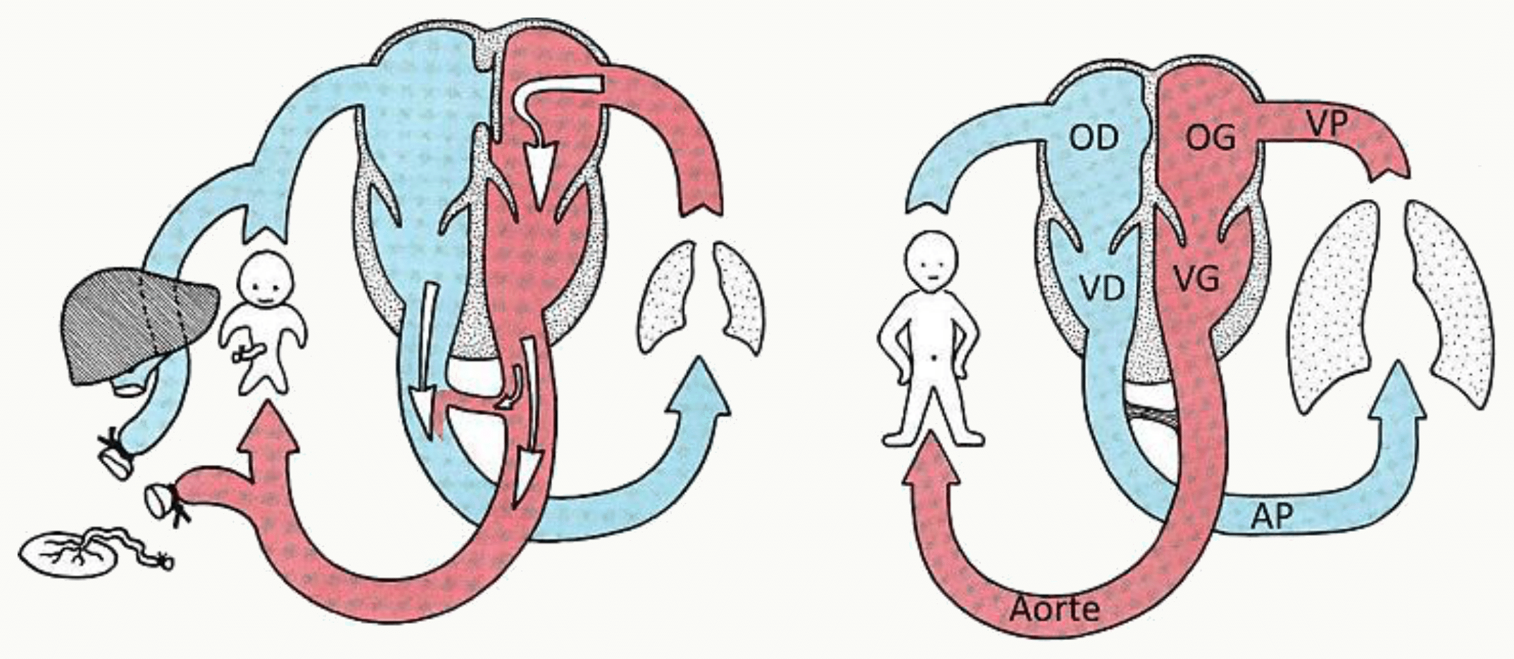 Circulations fœtale et néonatale comparées