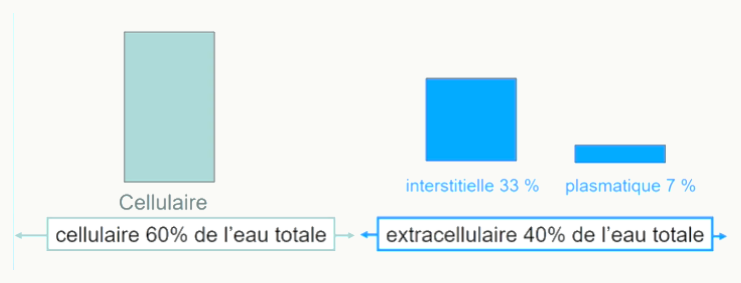 Répartition de l'eau corporelle : eau cellulaire 60 % de l'eau totale, eau extracellulaire 40 %