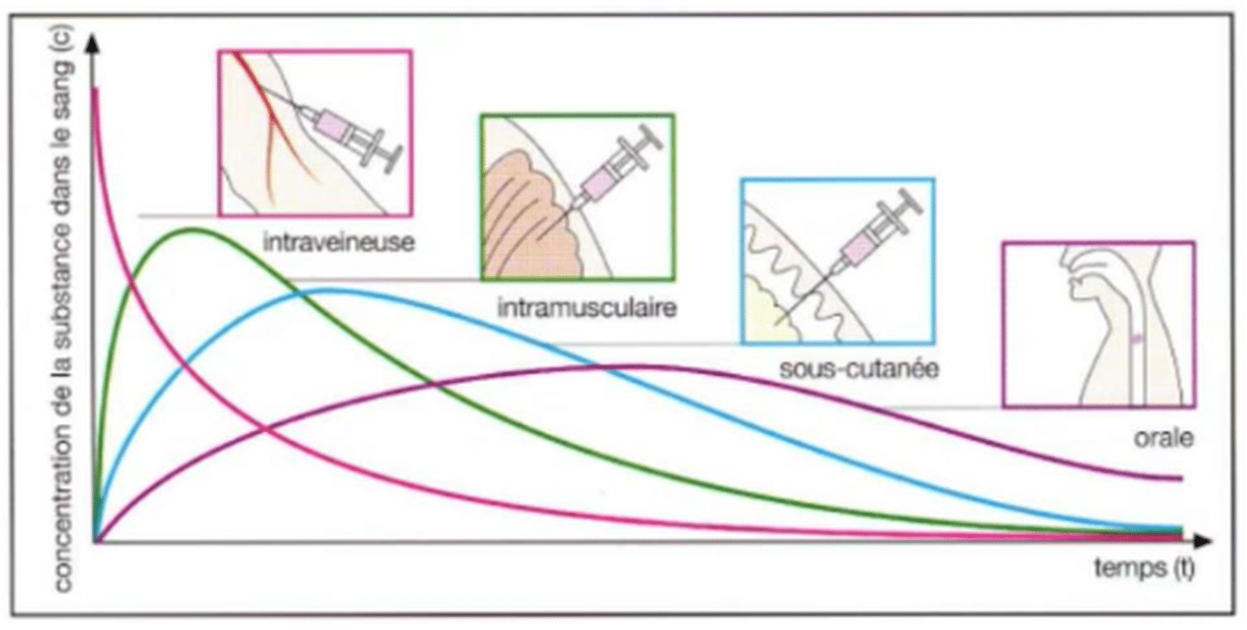 Courbes de concentration plasmatique selon la voie d'administration : IV, IM, SC, orale