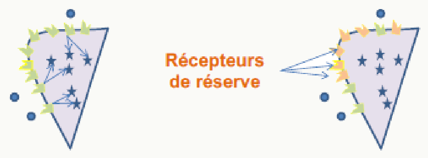 Concept de récepteurs de réserve et sensibilité tissulaire