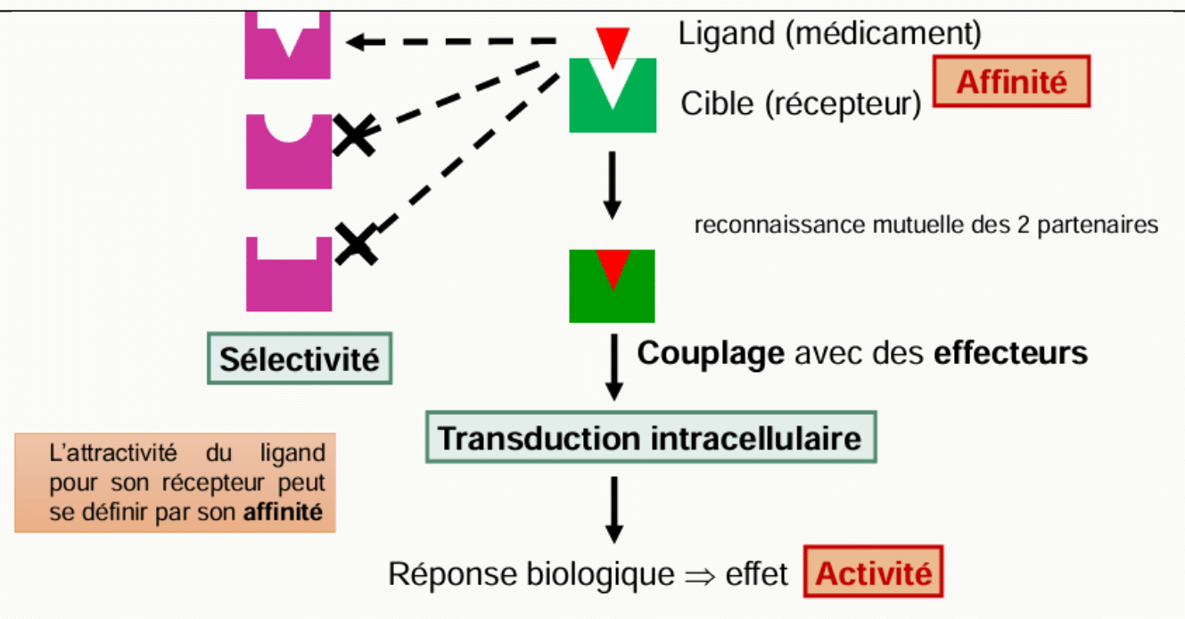 Trois notions à distinguer : affinité, sélectivité, couplage effecteur