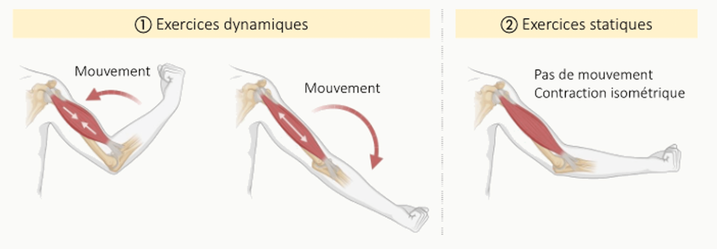 Schémas anatomiques comparatifs des types d'exercices musculaires : ① exercices dynamiques (contraction concentrique du biceps produisant une flexion et contraction du triceps produisant une extension du coude, avec flèches de mouvement) et ② exercice statique (contraction isométrique sans mouvement de l'articulation).
