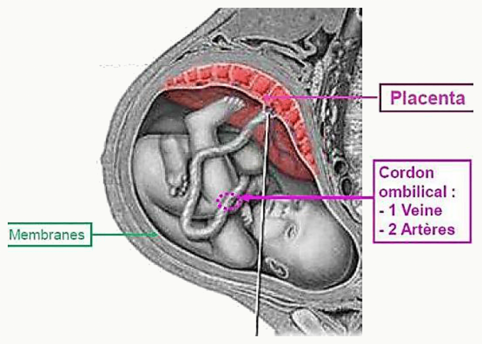 Le cordon ombilical et le placenta à terme