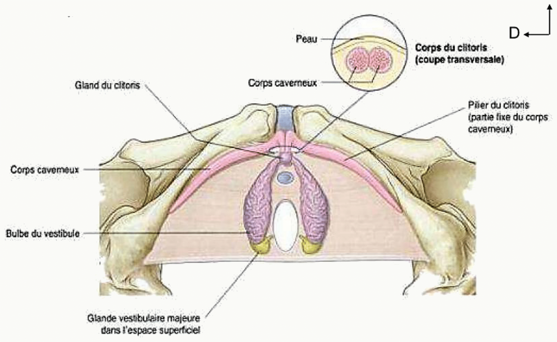 Corps érectiles féminins : clitoris avec ses corps caverneux et ses piliers, bulbes vestibulaires et glandes vestibulaires majeures