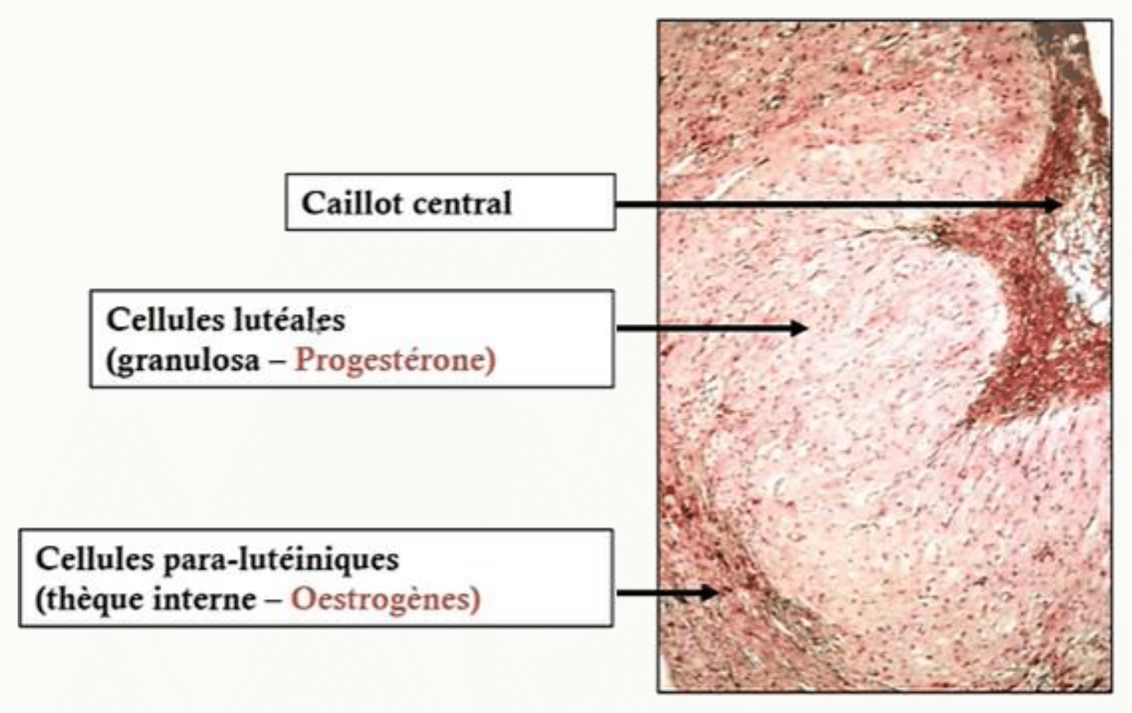 Corps jaune : cellules lutéales et cellules para-lutéiniques