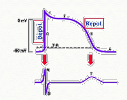 Correspondance entre potentiel d'action ventriculaire et complexe ECG (dépolarisation → QRS, repolarisation → T).