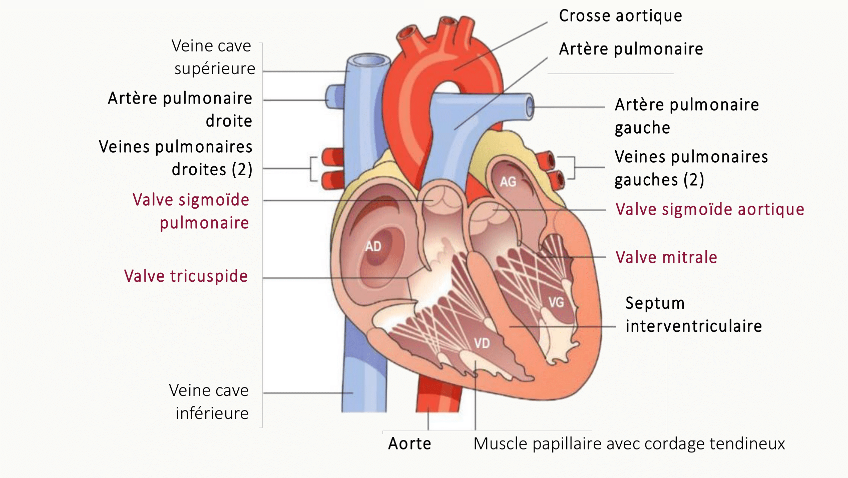 Coupe frontale du cœur montrant la crosse aortique, l'artère pulmonaire gauche, les veines pulmonaires, les valves (sigmoïdes aortiques, mitrale), le septum interventriculaire et les muscles papillaires avec cordages.