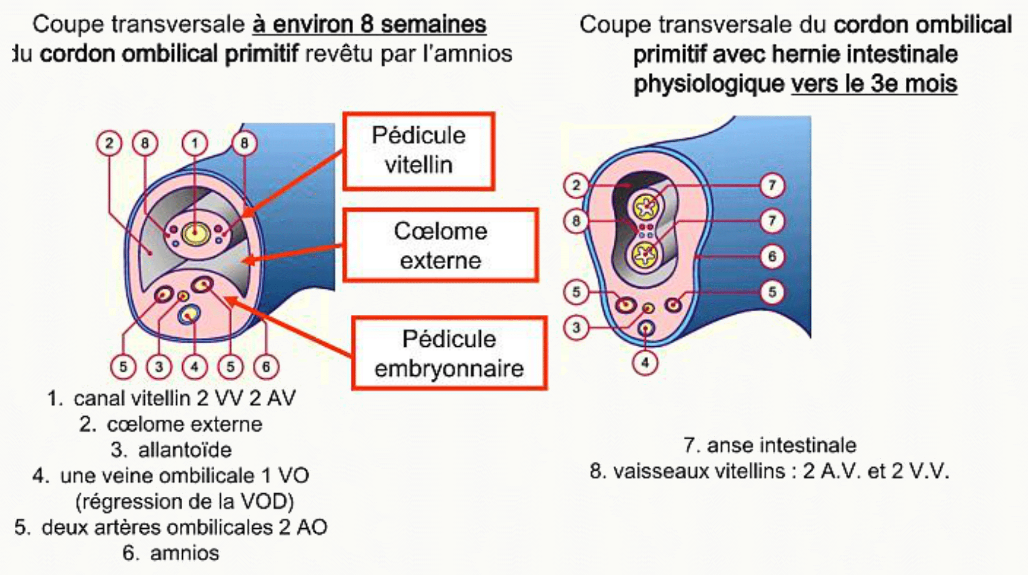 Coupe transversale du cordon ombilical : deux artères et une veine