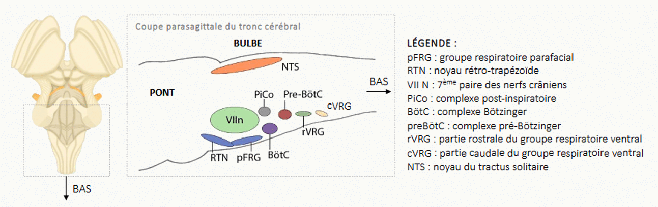 Coupe parasagittale du tronc cérébral montrant les principaux groupes neuronaux respiratoires (pFRG, RTN, preBötC, BötC, VRG rostral et caudal, NTS) autour du noyau du nerf facial (VII N).