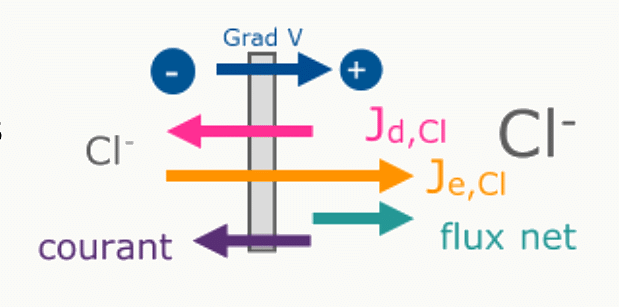 Courant et flux net résultant de la somme du flux diffusif et du flux électrique pour Cl⁻.