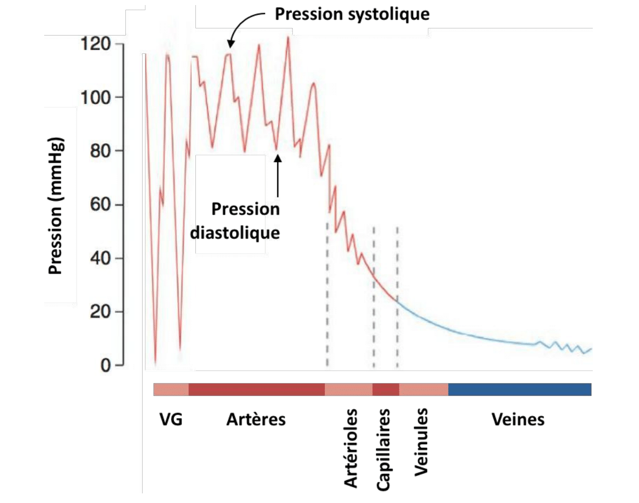 Courbe de la pression artérielle (mmHg) le long des segments vasculaires (VG, artères, artérioles, capillaires, veinules, veines) montrant la chute progressive et l'amortissement des oscillations systolo-diastoliques.