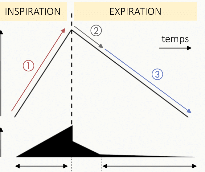 Graphiques comparatifs montrant les courbes pression-volume lors de l'inspiration spontanée (courbe 1), de l'expiration passive (courbe 2) et de l'expiration active avec muscles expiratoires (courbe 3).