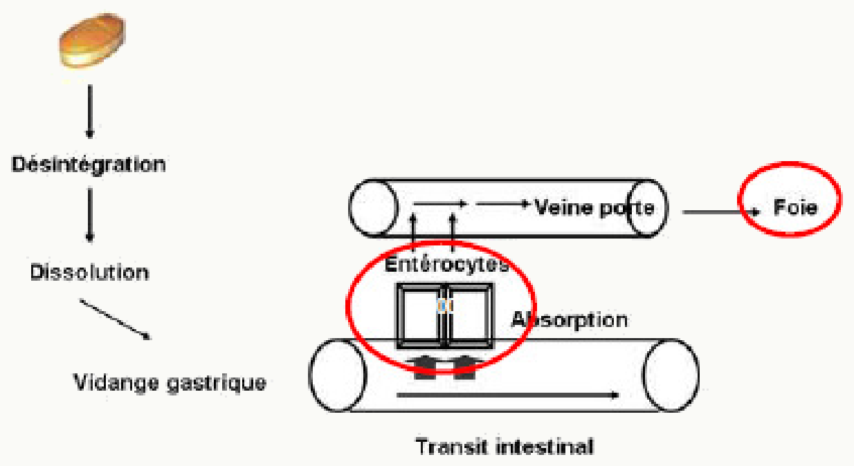 Cycle désintégration/absorption/veine porte/foie