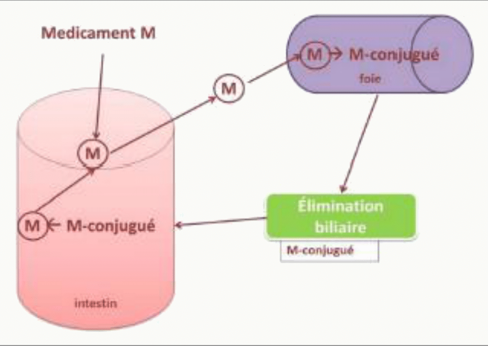 Cycle entéro-hépatique M et M-conjugué foie/bile/intestin