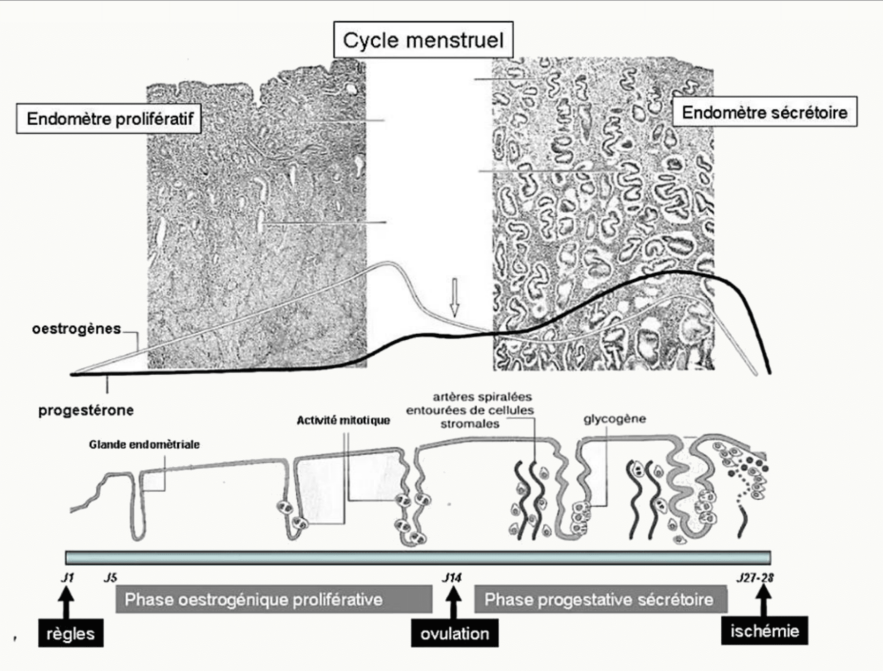 Cycle menstruel : endomètre en phase proliférative puis sécrétoire
