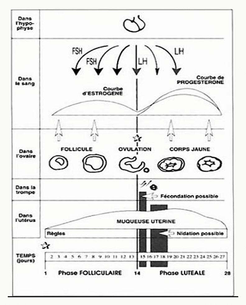 Schéma du cycle menstruel de 28 jours avec les sécrétions hypophysaires de FSH et LH, les courbes d'œstrogène et de progestérone, les phases ovariennes et la fenêtre fertile.